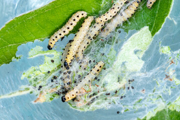 Multiple caterpillars on a leaf with webbing