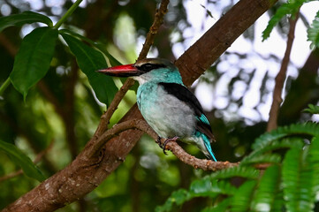 Zügelliest / Eisvogel auf Principe