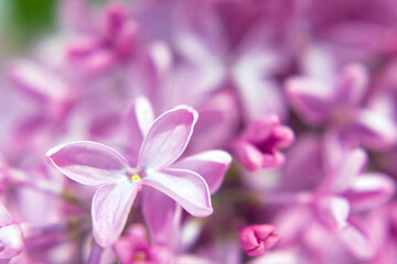 soft focus close up of purple lilac flowers in spring sunny day