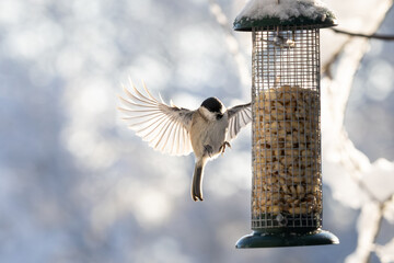 a bird flying on feeding place, wings wide open, (marsh tit, Sumpfmeise, Parus palustris), backlight, blurred background, white winter snow colours)