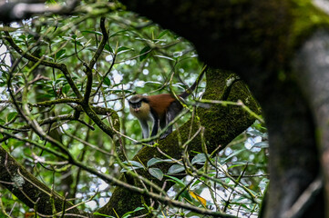 Monameerkatze im Mangrovenwald auf Sao Tome