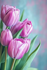 Obraz premium beautiful purple tulips on a light background close-up