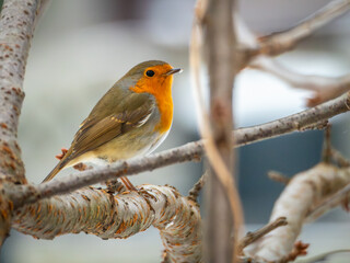 Bird Robin on the tree