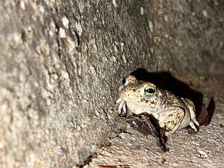 The slipper toad (Epidalea calamita) is the only species of the monotypic genus Epidalea