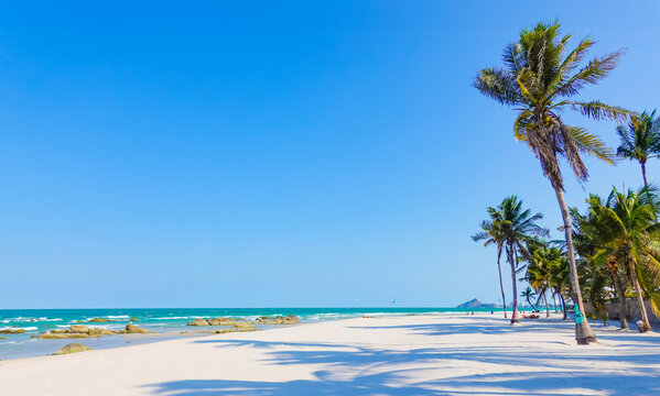 The beach with coconut tree, sea beach in the summer, blue sky
