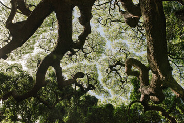 Looking Up at Branches of a Banyan Tree