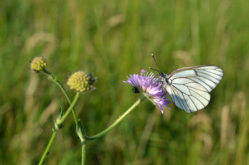 beautiful macro image of white butterflies on a flower