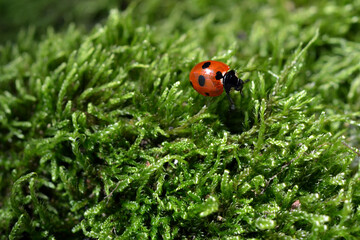 macro image of a ladybug on green moss