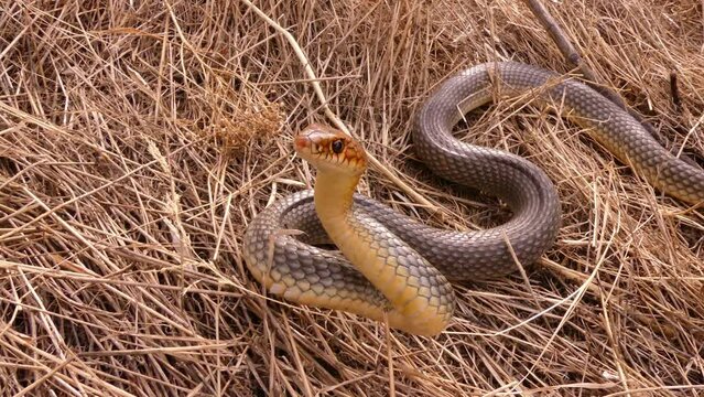 The Caspian whipsnake (Dolichophis caspius or Coluber caspius) is preparing to attack. This is the largest snake in Europe. Found in Eurasia.