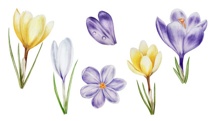 Watercolor set with yellow, purple and white blooming crocus flowers isolated on white background. Spring and easter botanical hand painted saffron illustration. For designers, wedding, decoration, p