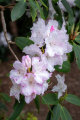 White rhododrendon flowers with a tinge of pink in spring, close up