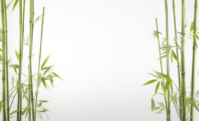 Fototapeta na wymiar Green bamboo stems with leaves on white background.