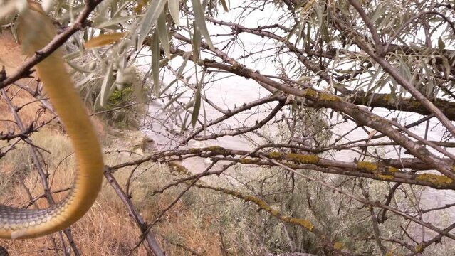 The Caspian whipsnake (Dolichophis caspius or Coluber caspius) in dry grass and trees. This is the largest snake in Europe.