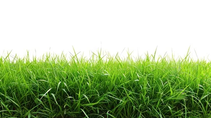 Papier Peint photo Lavable Herbe green grass field isolated on white background