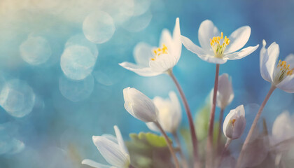 Spring white flowers wallpaper on a blurred light blue background macro in the forest