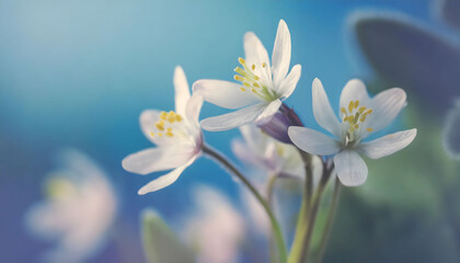 Spring white flowers wallpaper on a blurred blue background macro in the forest