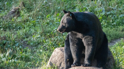 Fototapeta premium American Black Bear sitting on a rock; bear is fat and ready to hibernate in Minnesota in autumn
