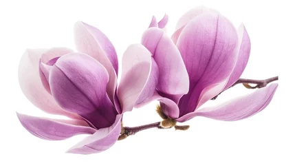 Gordijnen Purple magnolia flower, Magnolia felix isolated on white background © buraratn