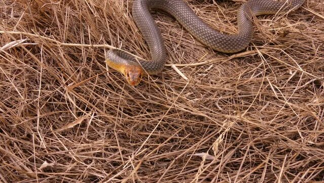 Europe's largest snake attacks. The Caspian whipsnake (Dolichophis caspius or Coluber caspius) 