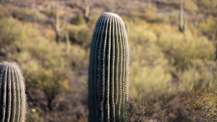 Top of small saguaro cacti with the saguaro forest in the background at the Saguaro National Park...