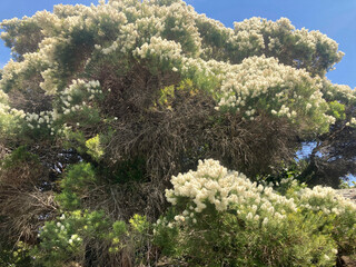 The cream flowers of a Melaleuca linariifolia tree. Narrow-leaf paperbark