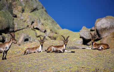 Capra pyrenaica sunbathing on granite stones