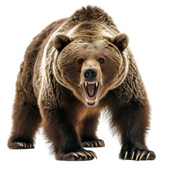 ferocious grizzly bear On a white background.  - obrazy, fototapety, plakaty