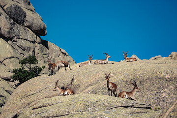 Capra pyrenaica sunbathing on granite stones