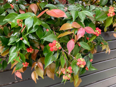 The red fruit of a Small-leaved lily pilly plant. Syzygium luehmannii