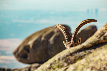 Capra pyrenaica sunbathing on granite stones