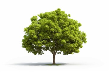 
High definition collection Tree isolated on a white background