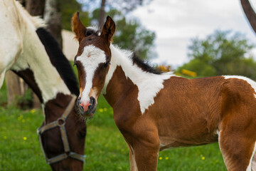 A foal and his mother portrait