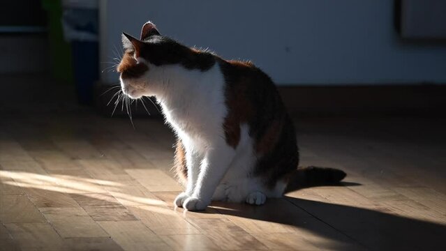 Slow motion video of a three-color female cat shaking her head and yawning