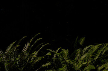 Ferns on Black Background © Mathias