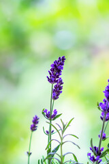 Fragrant purple lavender flowers growing in floral pot at home.