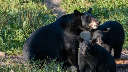 Fat American Black Bear sow protectively sitting with her two cubs in northern Minnesota in early Autumn