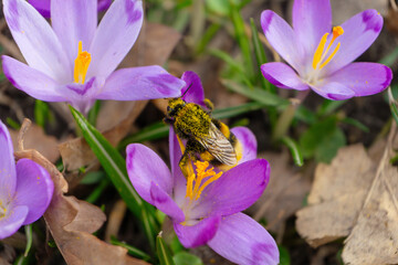 Honey bee gathering pollen from purple crocus flowers in the spring garden. Springtime, nature....