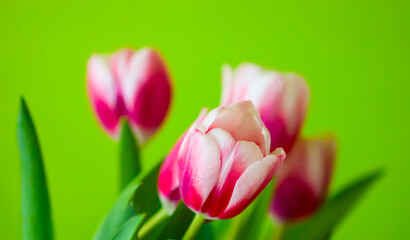 Tulips bouquet. Spring decor or present for International Women's Day, birthday, Mother's day.