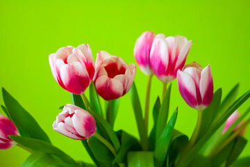 Tulips bouquet. Spring decor or present for International Women's Day, birthday, Mother's day.