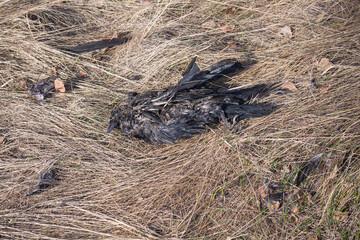 dead bird on the grass in the dead wood before the fire
