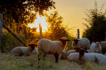 Group of sheeps sitting and standing on grass meadow on the hillside at Gulperberg, Yellow golden...