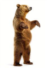 Funny big brown bear standing on his hind legs isolated on white background, a bear is dancing, doing lecture, introducing something.