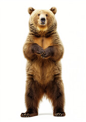 Fototapeta premium Funny big brown bear standing on his hind legs isolated on white background, a bear is dancing, doing lecture, introducing something.