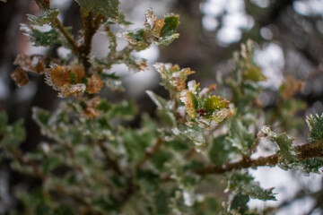close up of bush