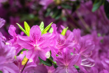 Beautiful pink azaleas in spring, close up