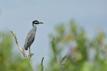 Yellow-crowned Night Heron perched in the treetops of a rookery along the Atlantic Coast of the eastern United States