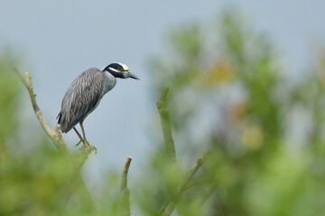 Yellow-crowned Night Heron perched in the treetops of a rookery along the Atlantic Coast of the eastern United States
