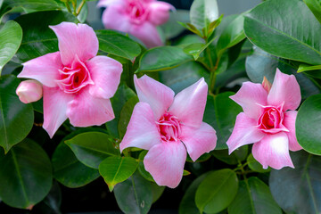 Fototapeta na wymiar Selective focus of white pink flower Rocktrumpet in the garden, Mandevilla is a genus of tropical and subtropical flowering vines belonging to the family Apocynaceae, Nature floral background.