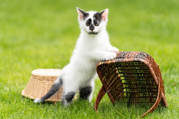 Cute kitten on the grass