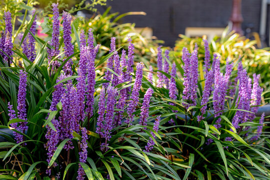 Selective focus of blue Lily turf flower in the garden, Liriope muscari is a species of flowering plant from East Asia, Herbaceous perennial has grass-like evergreen foliage, Nature floral background.